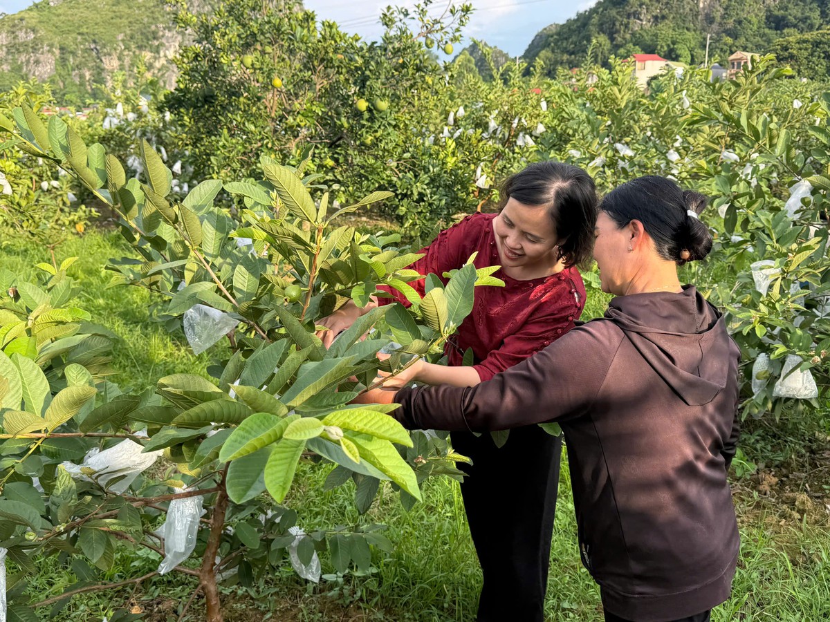 Mở rộng không gian phát triển cho HTX phụ nữ tham gia quản lý trong giai đoạn mới - Ảnh 1.