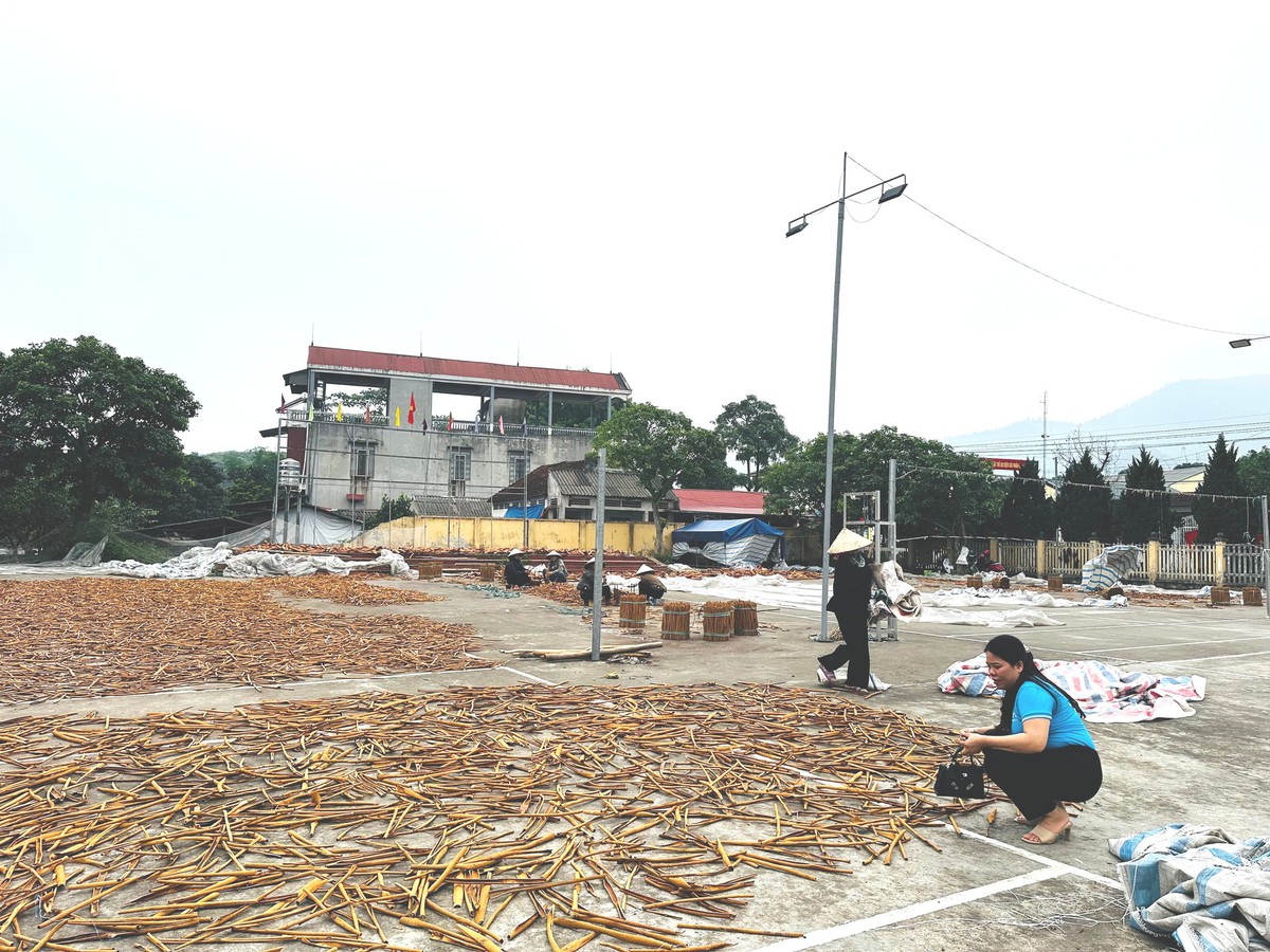 Bàn tay ấm của người phụ nữ U70 giữa đại ngàn quế xanh - Ảnh 1.