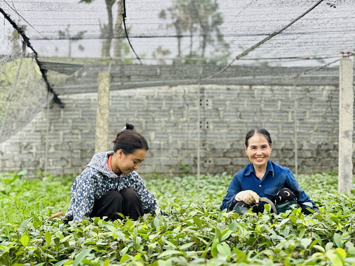 Bàn tay ấm của người phụ nữ U70 giữa đại ngàn quế xanh - Ảnh 3.