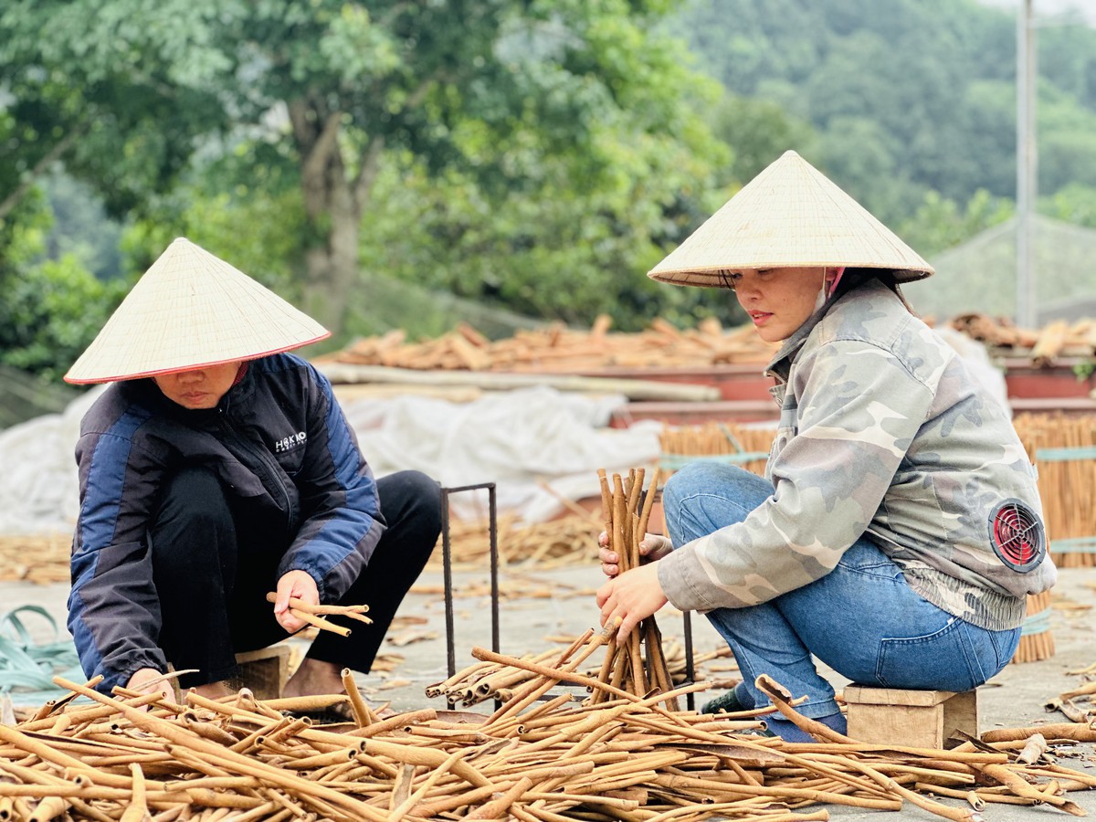 Bàn tay ấm của người phụ nữ U70 giữa đại ngàn quế xanh - Ảnh 2.