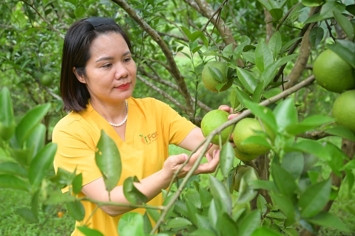 Khai thác chỉ dẫn địa lý mở rộng thị trường cho sản phẩm vùng miền - Ảnh 3.