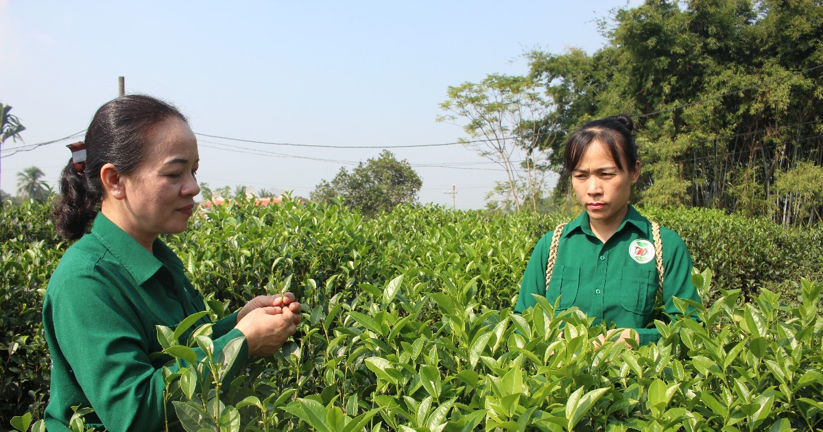 Khai thác chỉ dẫn địa lý mở rộng thị trường cho sản phẩm vùng miền - Ảnh 2.