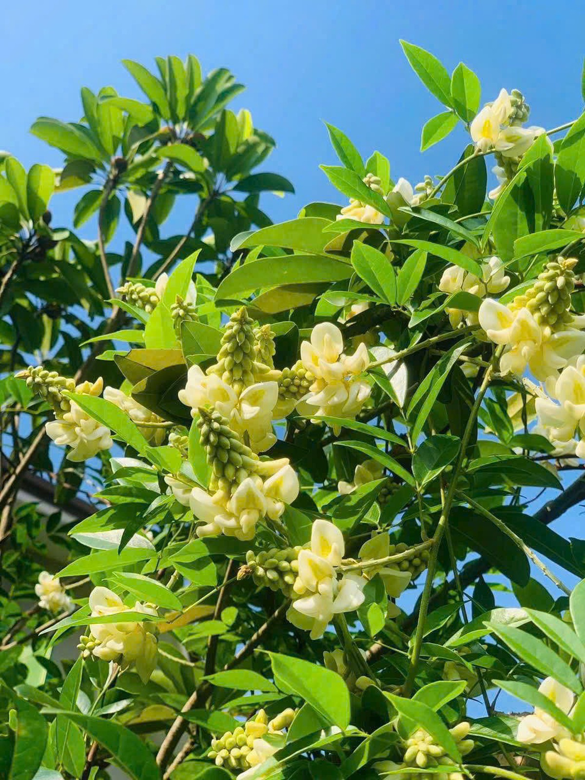 Phụ nữ khởi nghiệp từ tài nguyên bản địa: Đánh thức giá trị từ quê hương - Ảnh 1.