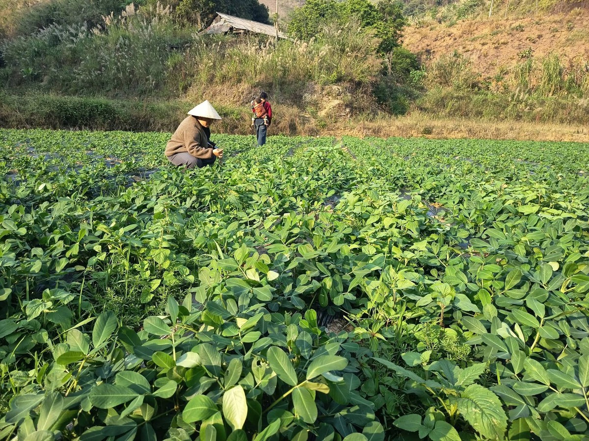 Lai Châu đẩy mạnh hỗ trợ phụ nữ khởi nghiệp giai đoạn 2026-2035 - Ảnh 1.