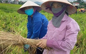 Phụ nữ Bắc Giang chung tay hỗ trợ người dân thu hoạch nông sản