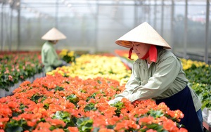 TPHCM: Chợ hoa Đầm Sen mở cửa 3 ngày giúp hỗ trợ tiêu thụ hoa Đà Lạt