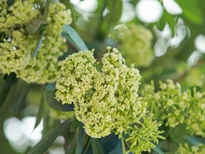 Nhiều tuyến phố Hà Nội có hàng trăm cây hoa sữa được cắt tỉa - Ảnh 7.