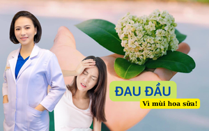 Nhiều tuyến phố Hà Nội có hàng trăm cây hoa sữa được cắt tỉa - Ảnh 6.