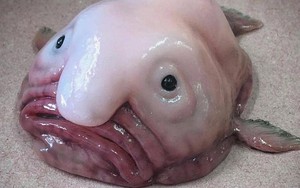 Cá giọt nước - “loài động vật xấu nhất thế giới&quot; bị hiểu nhầm về hình dạng kỳ dị suốt bao năm  
