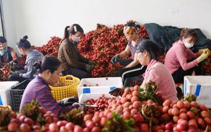 Bắc Giang: Hơn 300 tổ phụ nữ xung kích hỗ trợ kết nối tiêu thụ vải thiều