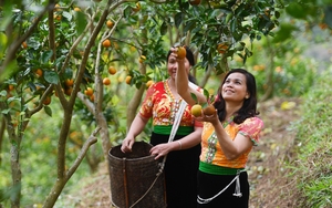 Từ giảm nghèo thông tin đến giảm nghèo bền vững: Niềm vui từ những mùa trái ngọt