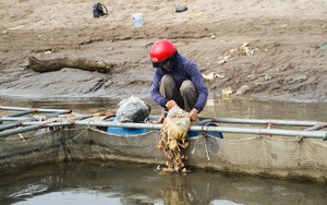 Nước mắt người nuôi cá lồng khi dòng Đà giang cạn nước