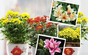 Cẩn thận các loại hoa trưng bày trong ngày Tết có thể gây dị ứng cho gia đình