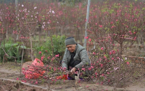 Vườn đào Nhật Tân rực rỡ, nhộn nhịp ngày cận Tết: Người trồng phấn khởi vì &quot;được mùa, được giá&quot;