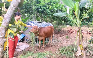 Hội viên phụ nữ phát triển kinh tế từ mô hình “Trao bò giống - Tạo sinh kế” 