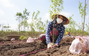 Người trồng đào Nhật Tân nỗ lực hồi sinh vườn đào đón Tết