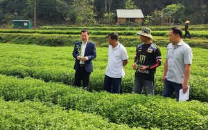 Tận dụng nguồn lực để giảm nghèo bền vững ở Cao Bằng