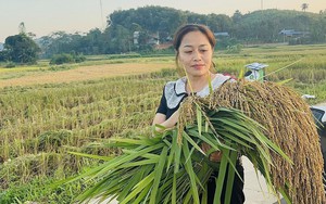 Nếp vải từ ruộng làng Ôn Lương đến OCOP 4 sao