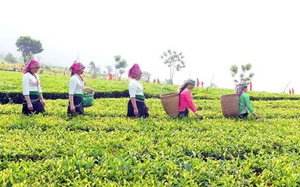 “Đòn bẩy” giúp giảm nghèo và nâng cao vị thế phụ nữ ở Lai Châu