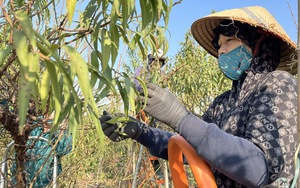 Làng đào Nhật Tân nhộn nhịp chuẩn bị vụ Tết Nguyên đán 2026