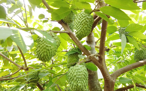 Giảm nghèo từ mô hình trồng Na sầu riêng
