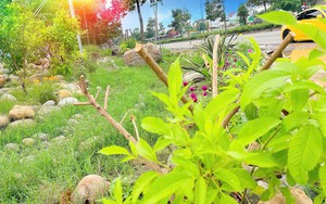 Hội LHPN phường Tân Đông Hiệp giám sát giải ngân vốn vay ưu đãi, hỗ trợ hội viên phát triển kinh tế - Ảnh 4.