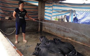 Xây dựng nông thôn mới từ mô hình liên kết chăn nuôi