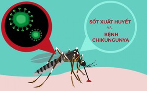 Cách nhận biết bệnh Chikungunya và biện pháp phòng ngừa hiệu quả