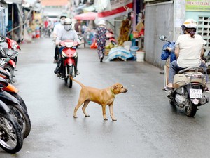 Mối nguy hiểm từ những con chó không rọ mõm ra đường