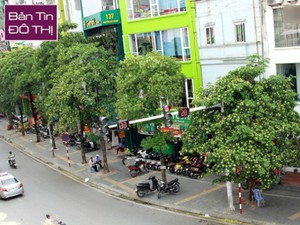 Nhiều tuyến phố Hà Nội có hàng trăm cây hoa sữa được cắt tỉa - Ảnh 8.