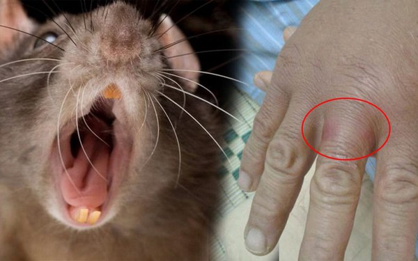 Các biện pháp phòng ngừa bệnh dại cho chuột hamster là gì?
