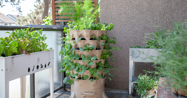 Những ý tưởng thiết kế vườn rau ấn tượng dù không gian nhỏ hẹp » Báo ...