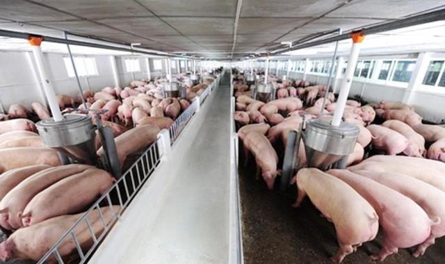 Đồng Nai: Điểm sáng giảm nghèo bền vững với cách làm mới- Ảnh 1.