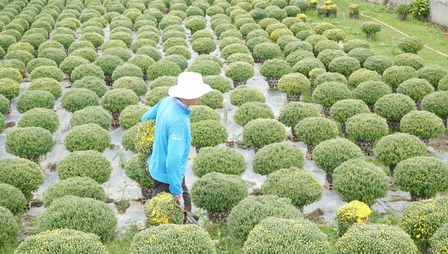Vĩnh Long: Hiệu quả trong thực hiện giảm nghèo bền vững ở Chợ Lách- Ảnh 1.