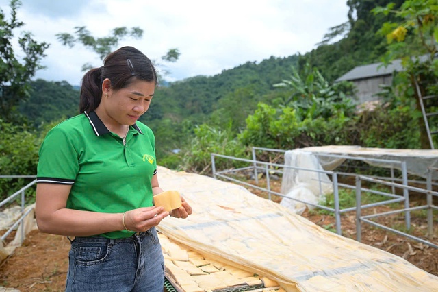 Phụ nữ vùng cao Sơn La vươn lên thoát nghèo bằng cây măng- Ảnh 1. Phụ nữ vùng cao Sơn La vươn lên thoát nghèo bằng cây măng- Ảnh 1.