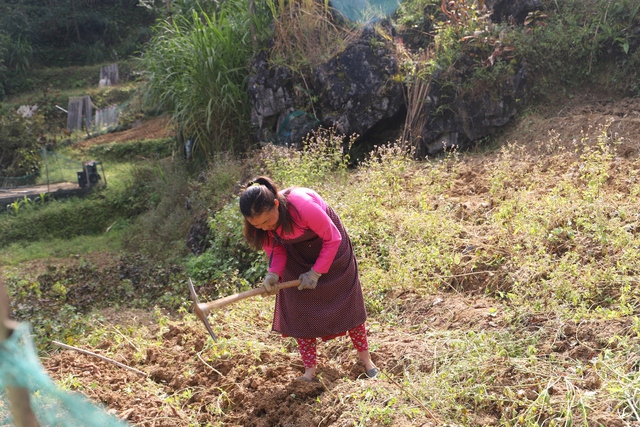 Tuyên Quang: Tự chủ kinh tế, phụ nữ Tày vượt khỏi vai trò "con gái giữ nhà"- Ảnh 1. Tuyên Quang: Tự chủ kinh tế, phụ nữ Tày vượt khỏi vai trò "con gái giữ nhà"- Ảnh 1.