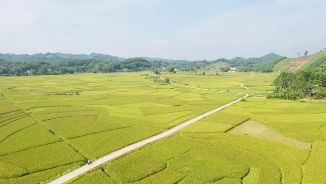 Nếp vải từ ruộng làng Ôn Lương đến OCOP 4 sao- Ảnh 7.