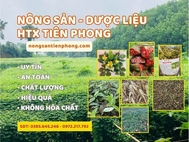 Khởi nghiệp từ dược liệu bản địa: Hướng đi bền vững cho kinh tế nông thôn Thái Nguyên- Ảnh 3.