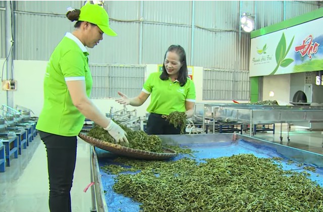 Chè La Bằng: Gieo thương hiệu, gặt sinh kế bền vững- Ảnh 1.