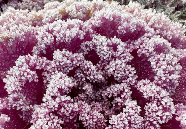 Băng giá phủ trắng đỉnh Fansipan ngày Giáng sinh- Ảnh 8.