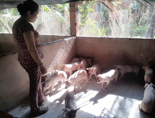 Vĩnh Long: Lồng ghép giới trong dự án sinh kế giúp phụ nữ thoát nghèo bền vững- Ảnh 1.