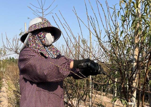 Làng đào Nhật Tân nhộn nhịp chuẩn bị vụ Tết Nguyên đán 2026- Ảnh 1.