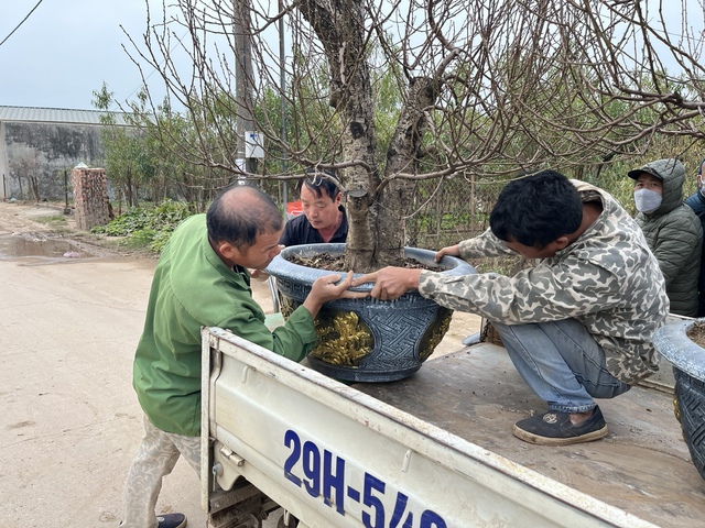 Làng đào Nhật Tân nhộn nhịp chuẩn bị vụ Tết Nguyên đán 2026- Ảnh 4.