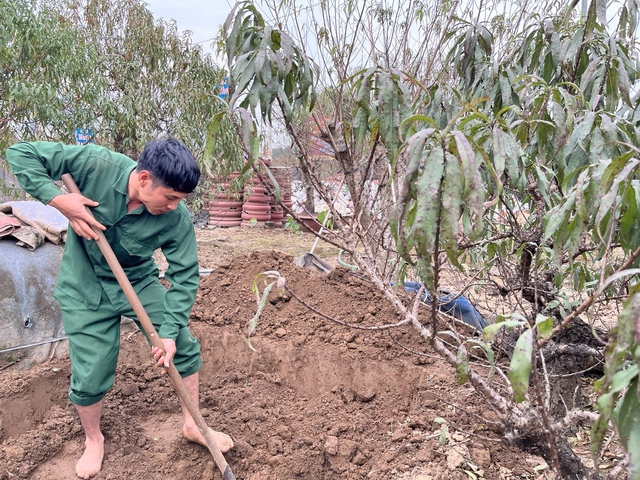 Làng đào Nhật Tân nhộn nhịp chuẩn bị vụ Tết Nguyên đán 2026- Ảnh 2.