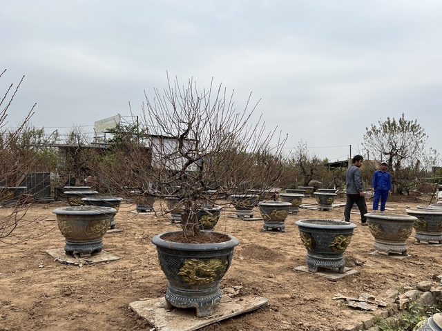 Làng đào Nhật Tân nhộn nhịp chuẩn bị vụ Tết Nguyên đán 2026- Ảnh 6.