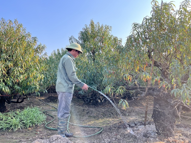 Làng đào Nhật Tân nhộn nhịp chuẩn bị vụ Tết Nguyên đán 2026- Ảnh 7.