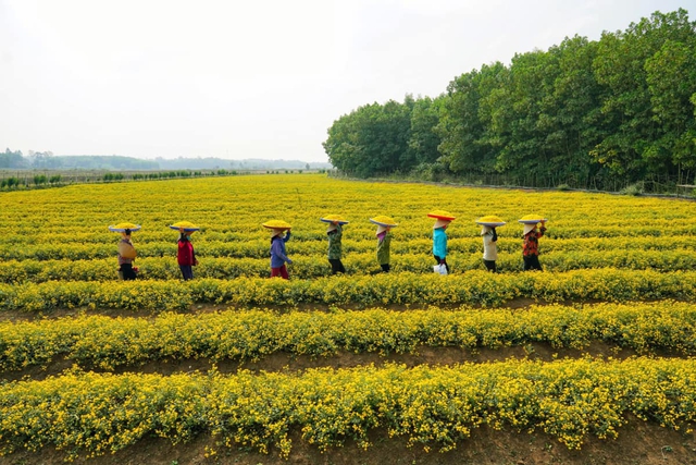 Đưa kiến thức và việc làm về nông thôn, giúp phụ nữ Hưng Yên thoát nghèo- Ảnh 1. Đưa kiến thức và việc làm về nông thôn, giúp phụ nữ Hưng Yên thoát nghèo- Ảnh 1.