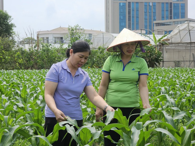 Bắc Ninh: Khơi dậy nội lực, tinh thần hợp tác cùng phát triển kinh tế của người dân- Ảnh 1. Bắc Ninh: Khơi dậy nội lực, tinh thần hợp tác cùng phát triển kinh tế của người dân- Ảnh 1.