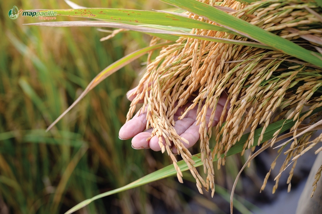 Map Pacific Singapore góp phần xây dựng nền nông nghiệp xanh, sạch, an toàn- Ảnh 2. Map Pacific Singapore góp phần xây dựng nền nông nghiệp xanh, sạch, an toàn- Ảnh 2.