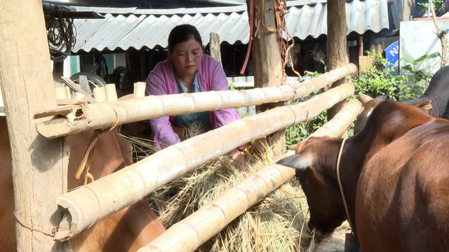 Những người “truyền lửa” thoát nghèo ở Mường Mùn- Ảnh 2.